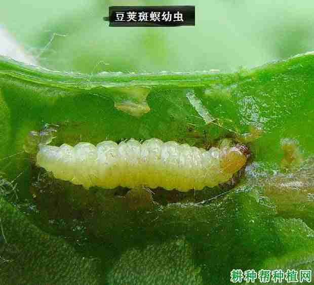 种植大豆如何防治豆荚斑螟病害(种植大豆如何防治豆荚斑螟害虫)